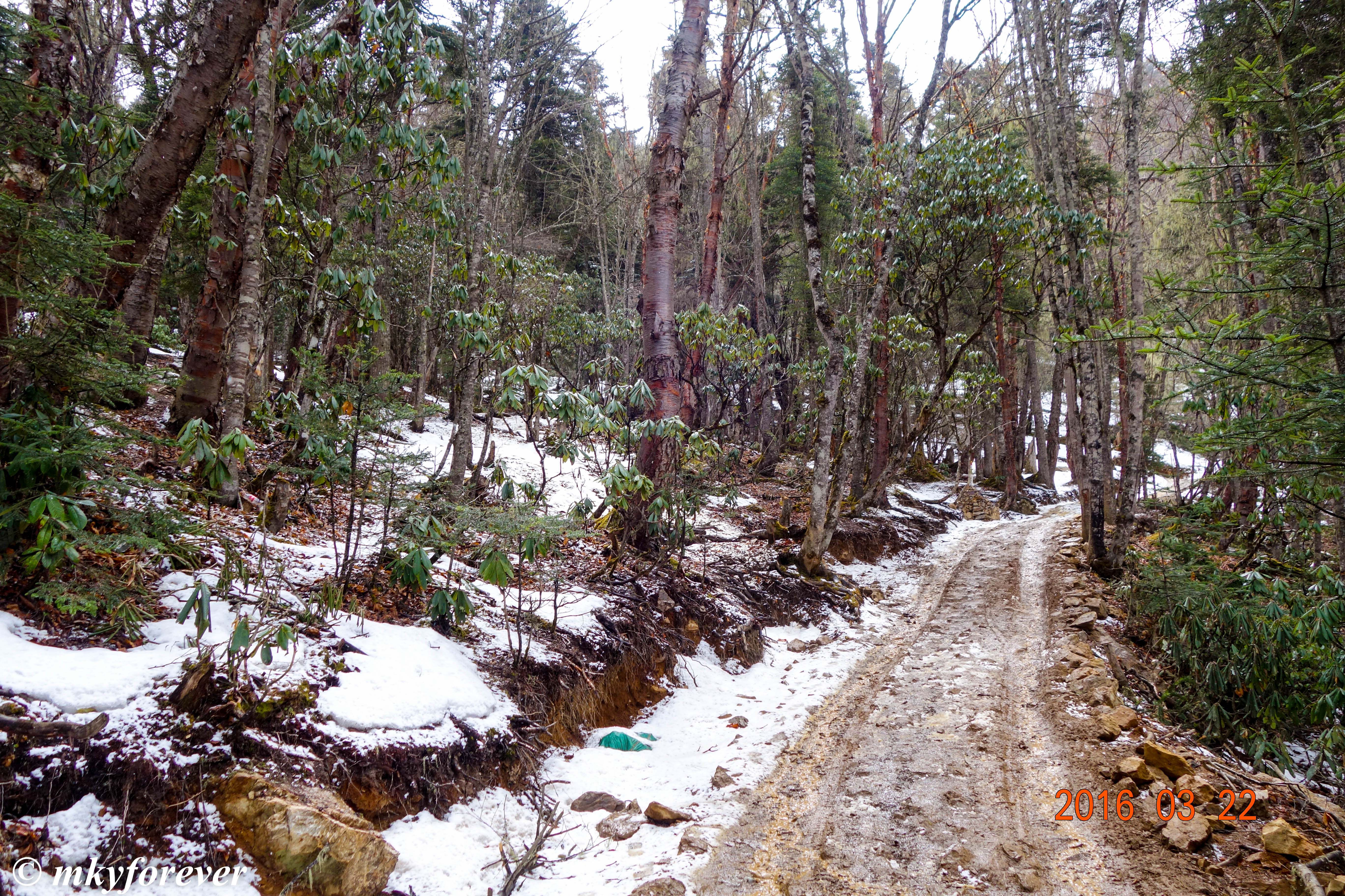 道路,雪