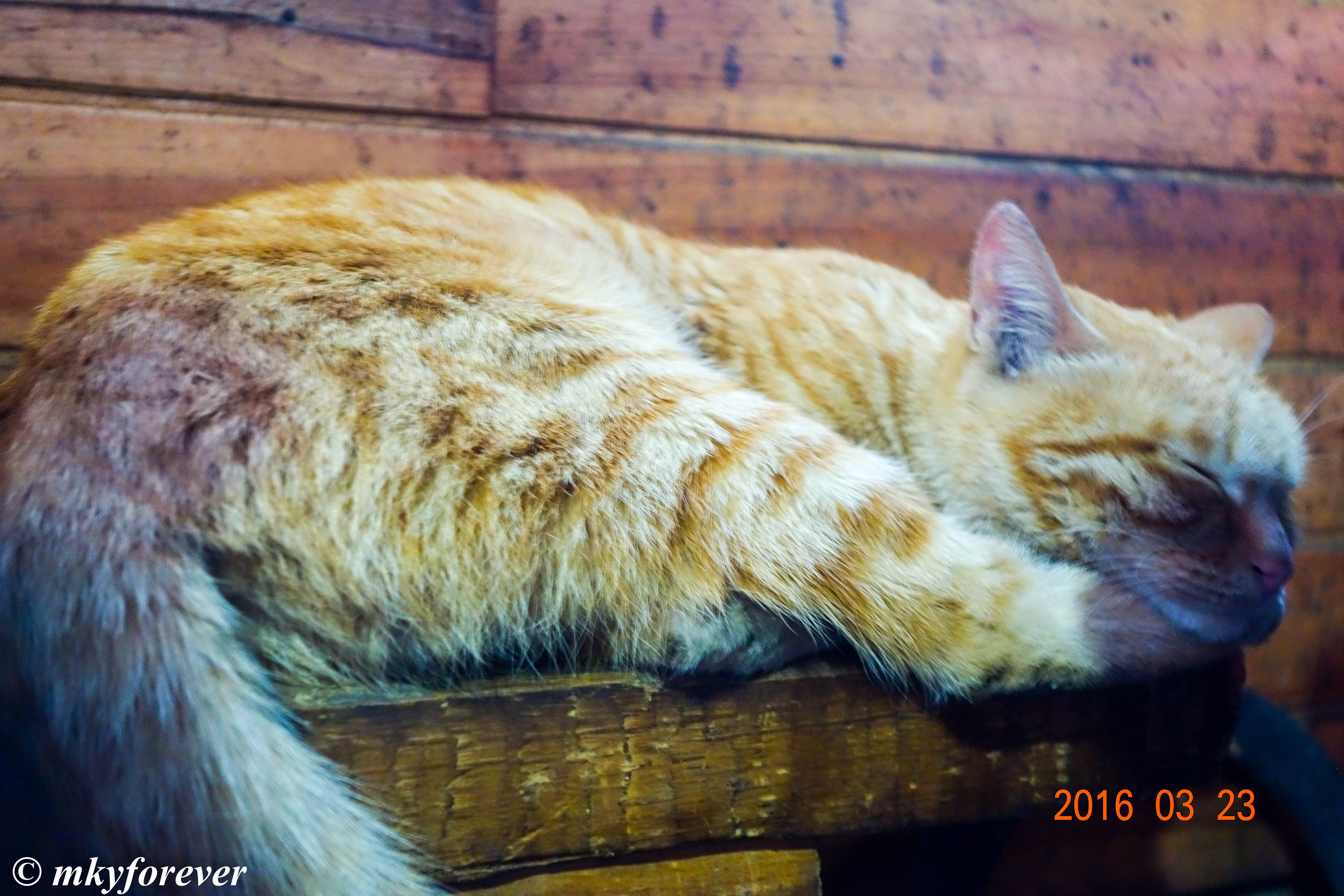 客栈大懒猫