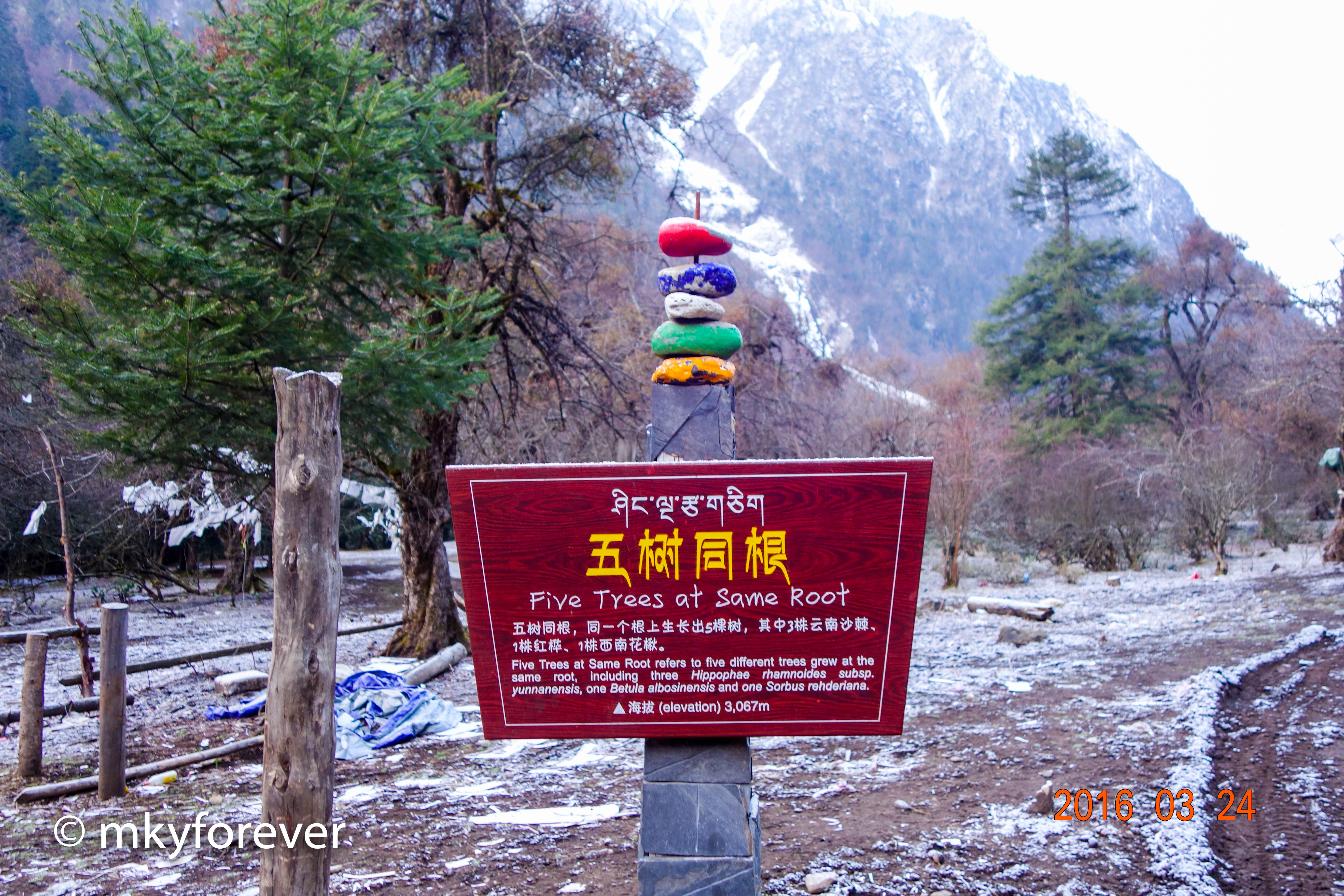五树同根