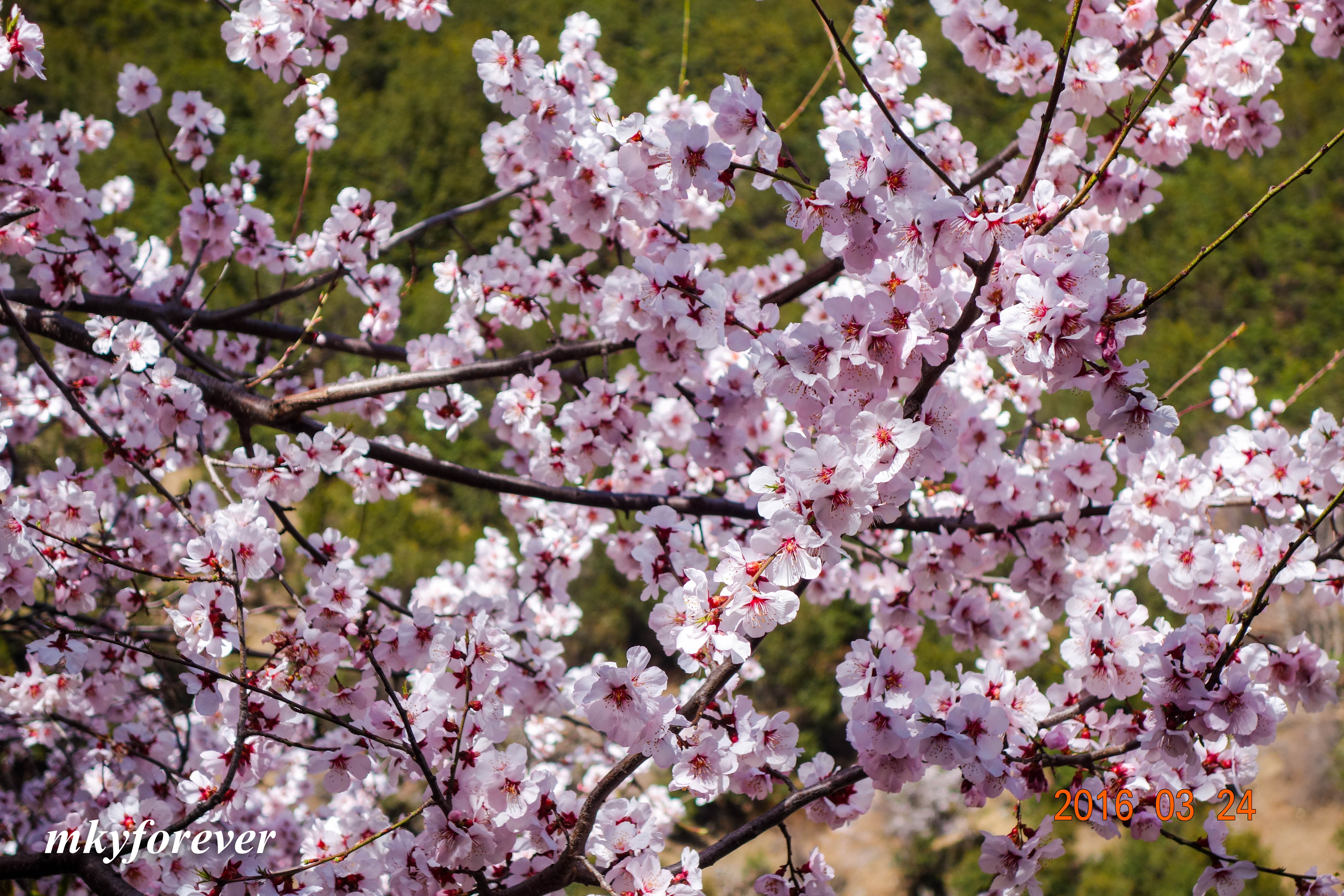 桃花